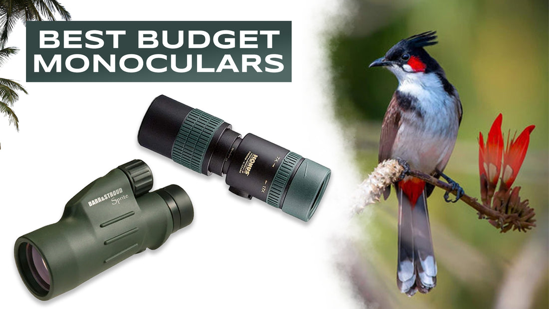 Best Budget Monoculars for Bird Spotting, Wildlife Safaris & other Outdoor Adventures